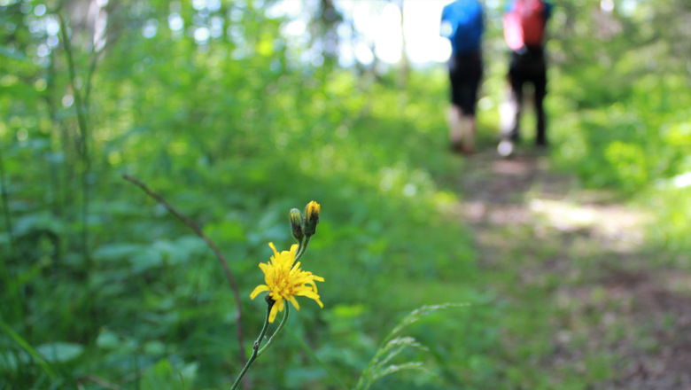 Gul blomma med två vandrare i bakgrunden