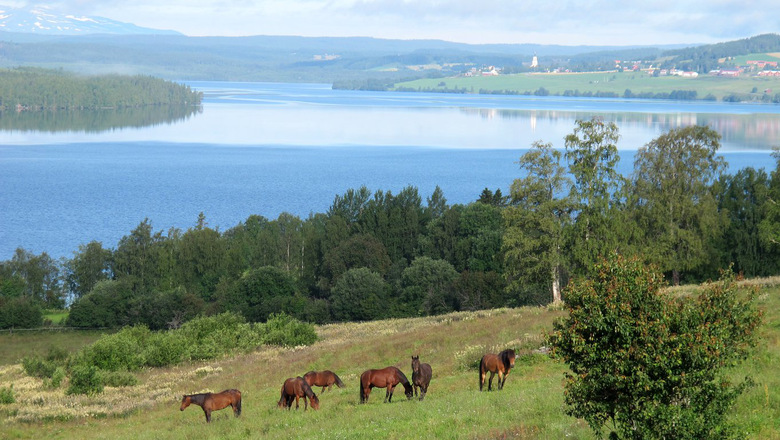 Bild på hästar i en hage med sjö och fjäll i bakgrunden