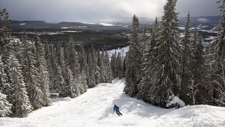 Skidåkare som åker skidor ner för skidbacke mellan granskog med utsikt över landskapet.