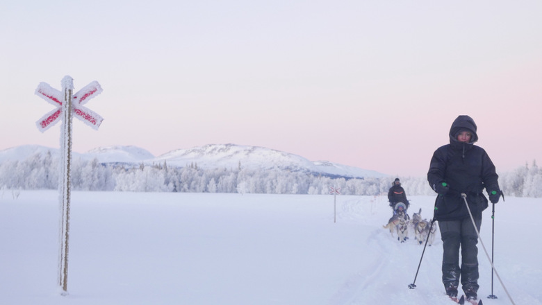 Två personer med hundspann som skidar längs led i vinterlandskap.