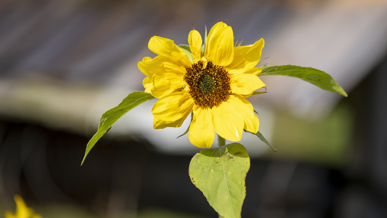 En gul blomma