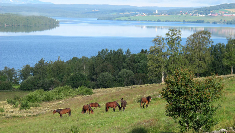 Hästar i hage med sjö och fjäll i bakgrunden.