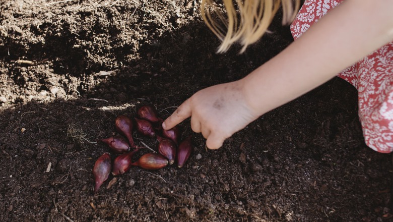 Barnhand planterar lökar i jord