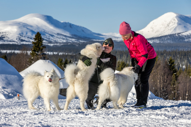 Ett par med tre vita hundar. Fjäll i bakgrunden. Vinterbild.